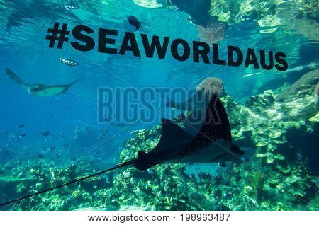 Gold Coast, Australia - July 11, 2017: stingray in one of th aquariums at Sea World in Main Beach on the Gold Coast, a popular tourist attraction.