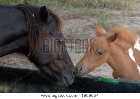 Horse03