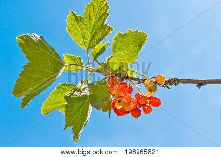Currants against a blue sky in the backlight