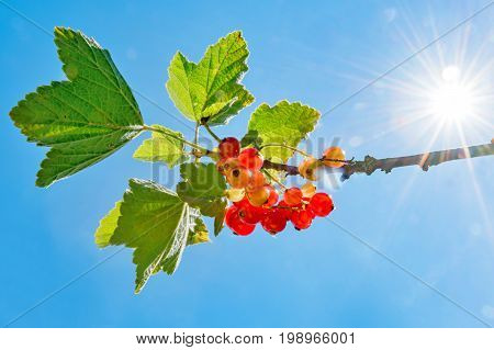 Currants against a blue sky in the backlight