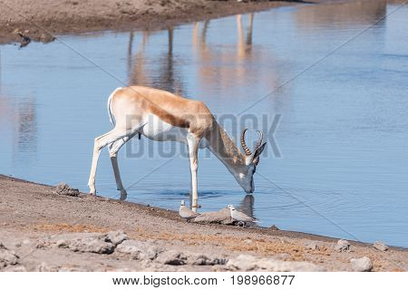A springbok Antidorcas marsupialis drinking water and two cape turtle doves Streptopelia capicolas at a waterhole in Northern Namibia
