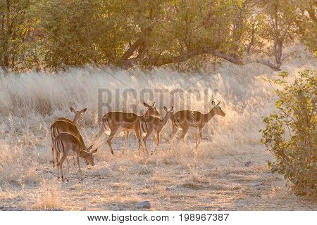A herd of black-faced impala ewes Aepyceros melampus at sunset in Northern Namibia.