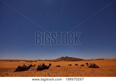 Camp In Sahara Desert In Night With Moon As Star