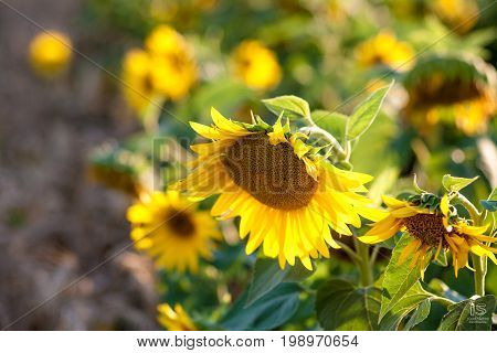 Sunflowers in garden. Sunflowers blooming in sunflower darden. Yellow paradise.