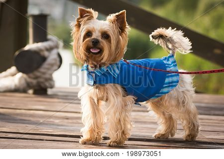 Little dog in clothes for a walk