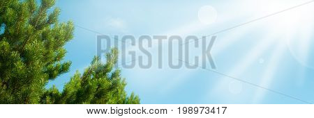 Branches Of Cedar Against The Sky
