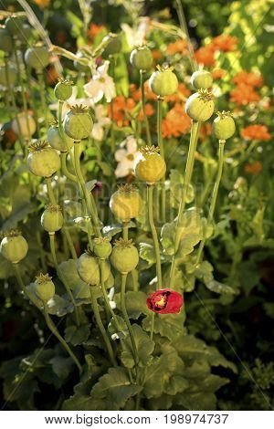 Lonesome poppy surrounded by poppy capsules and a lush vegetaion.