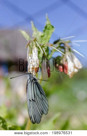 Butterfly cabbage on a flower gathers nectar in a hot sunny summer