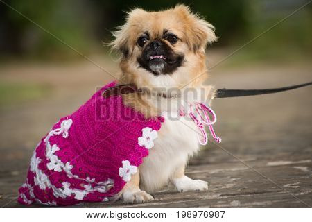 Little dog in clothes for a walk