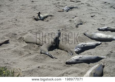 California West Coast Elephant Seal Viewing Point Vista