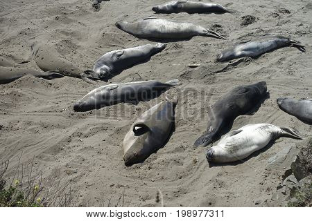 California West Coast Elephant Seal Viewing Point Vista