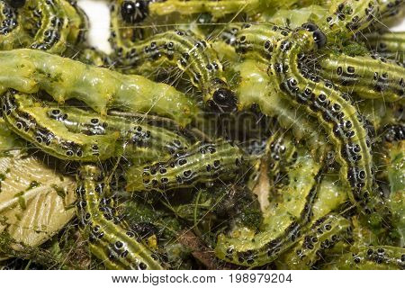 many cydalima perspectalis Boxwood borer as background
