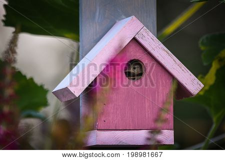 House wren peeking out of hold in pink birdhouse