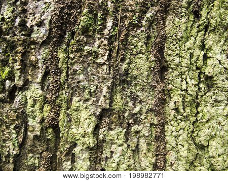 Mossy wood bark texture with cracks. Raw wood board surface. Rustic lumber close-up photo. Oak tree trunk peel with noise and grit. Natural wooden bark structure. Weathered tree bark closeup photo