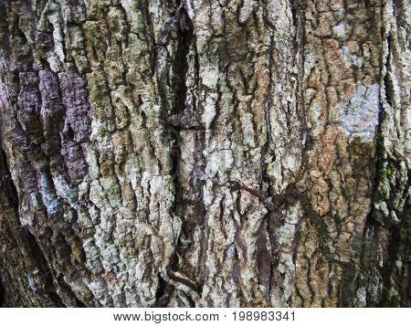 Detailed wood bark texture with cracks. Raw wood board surface. Rustic lumber close-up photo. Oak tree trunk peel with noise and grit. Natural wooden bark structure. Weathered tree bark closeup photo