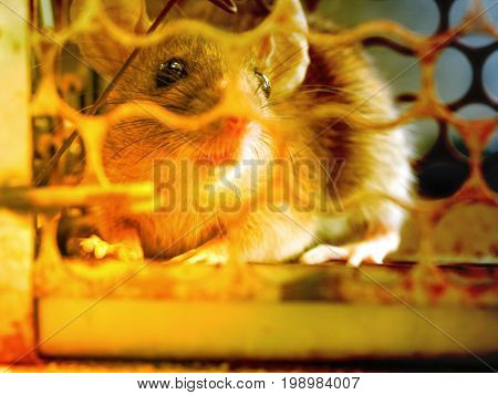 The rat was in a cage catching a rat. the rat has contagion the disease to humans such as Leptospirosis Plague. Homes and dwellings should not have mice. The eyes of rat show fear.