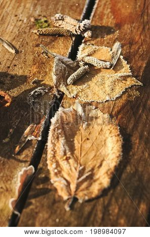 Leaves faded on wooden boards by weather of hoarfrost in winter.