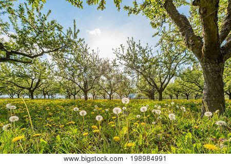 Fruit plantation in the sun setting with flowering dandelion