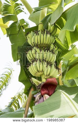 Raw Banana fruit with banana leaves in nature fruit or food concept environment concept