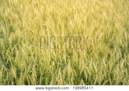 Full of Golden rice field background Food Concept
