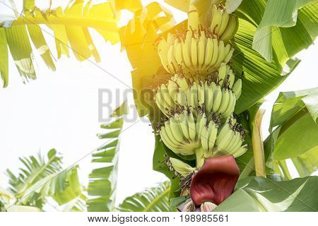 Raw Banana fruit with banana leaves in nature fruit or food concept environment concept