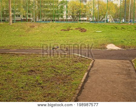 Ducks walking in Moscow in the spring, district Teply Stan