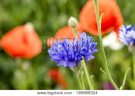 Cornflower against green / colorful blurred background