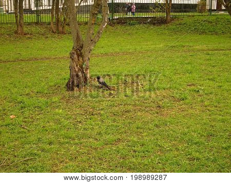 Crow walking on grass in the spring in Moscow district Teply Stan