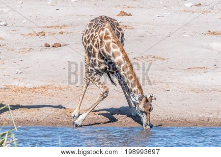 A Namibian giraffe giraffa camelopardalis angolensis drinking water at a waterhole in northern Namibia