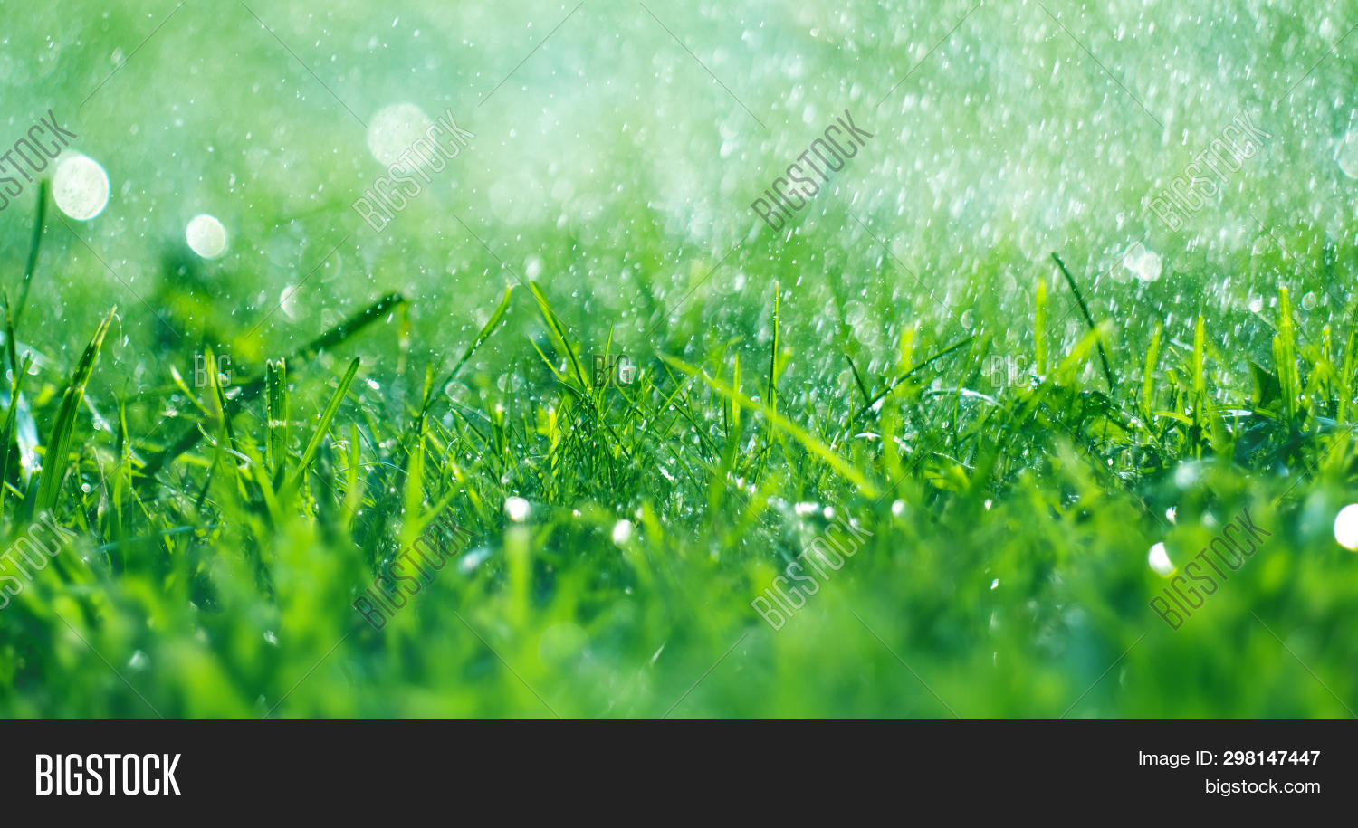 Grass Rain Drops. Image & Photo (Free Trial) Bigstock