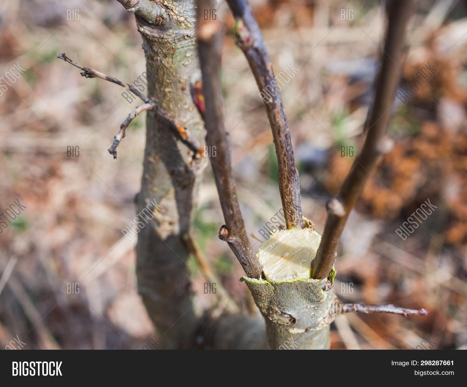 Inoculation Spring Inoculation Spring Image & Photo (Free Trial) | Bigstock
