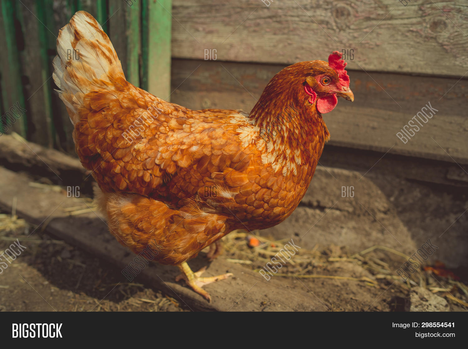 Imagen y foto Chicken Walking (prueba gratis) Bigstock