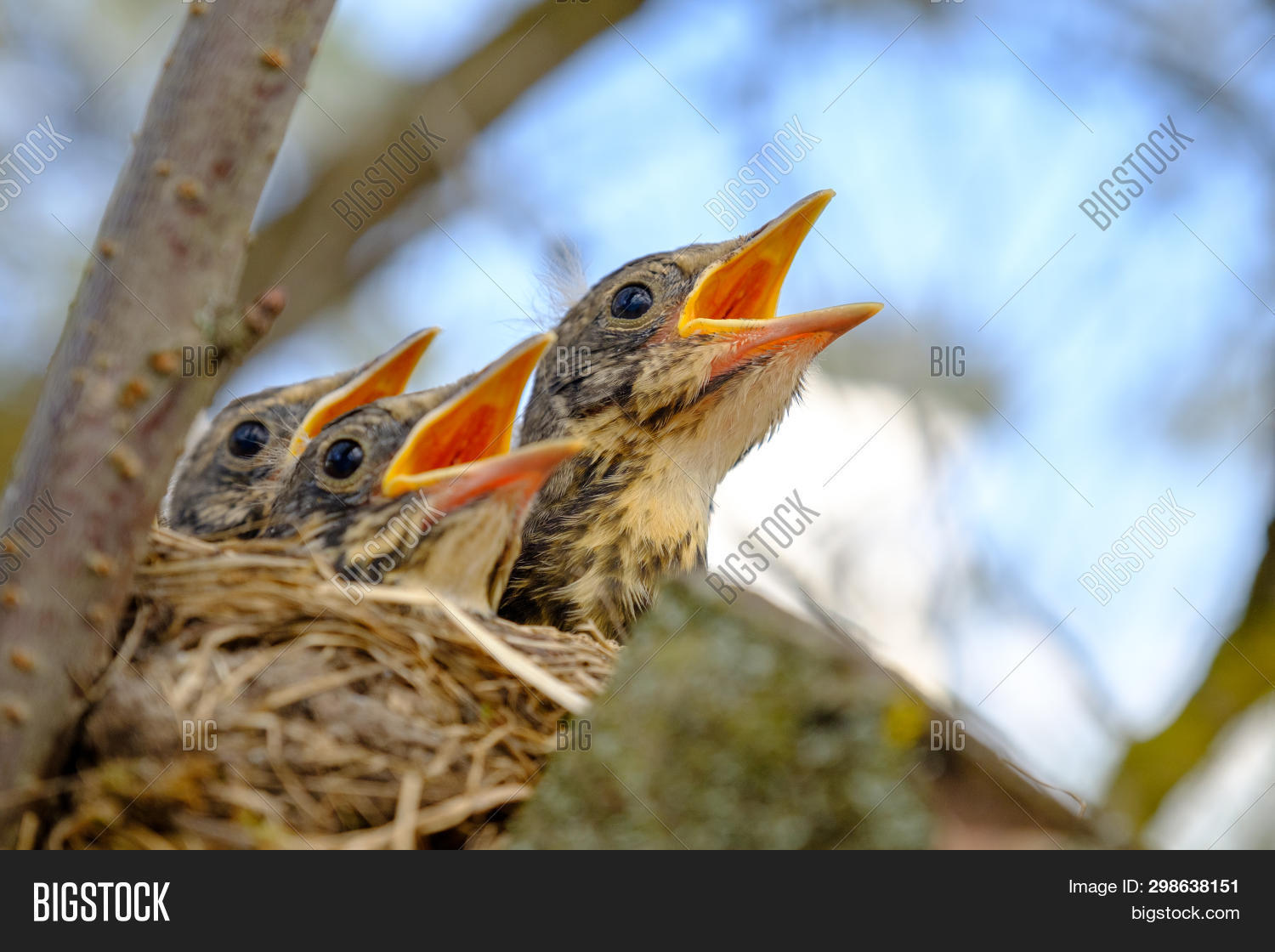 Bird Brood Nest On Image & Photo (Free Trial) Bigstock