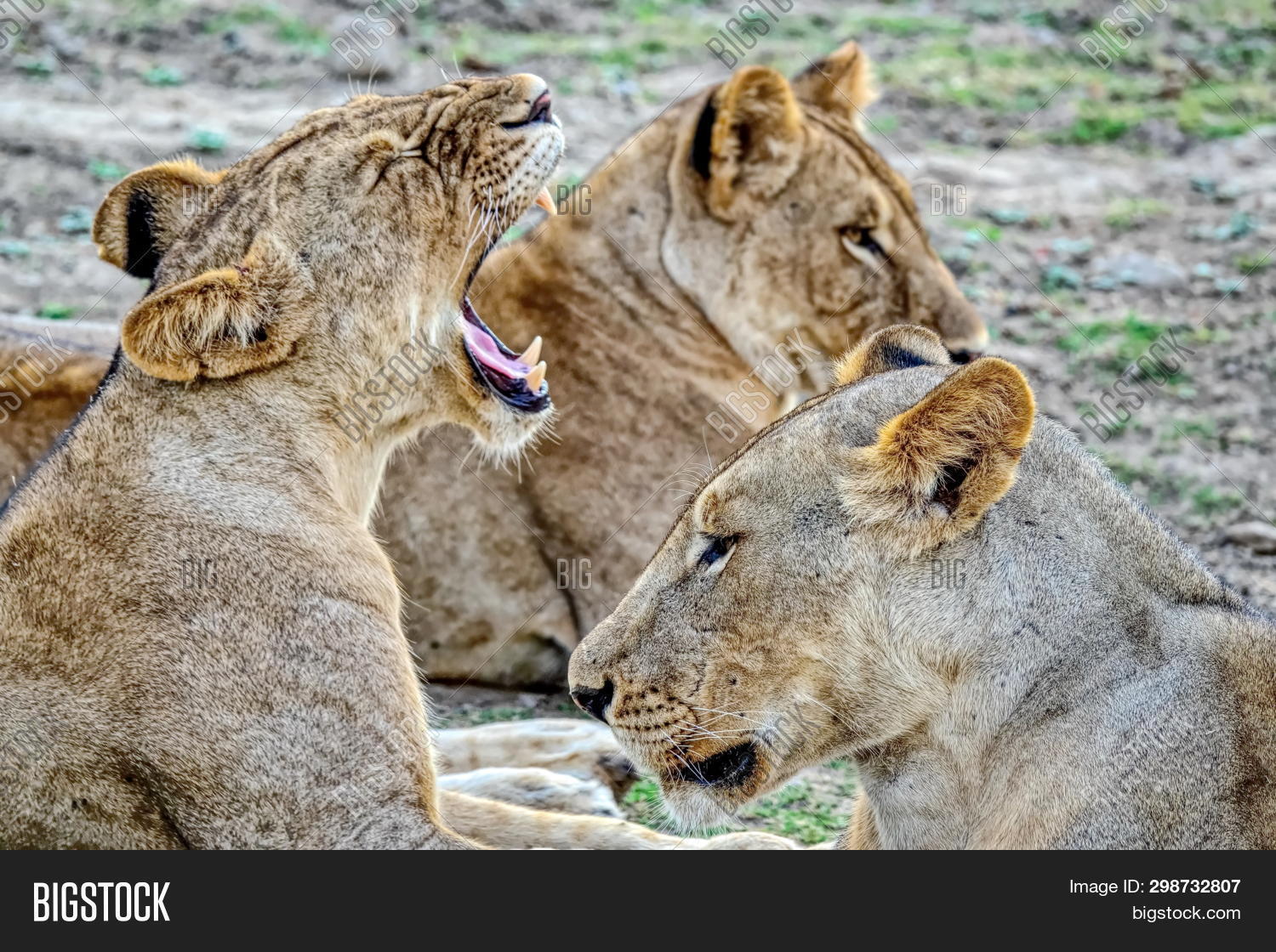 Pride-family Pack Image & Photo (Free Trial) | Bigstock