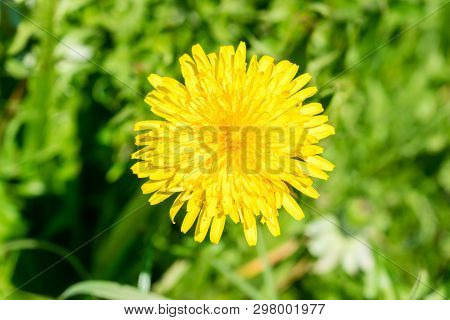 Close-up For Yellow Sonchus Tenerrimus With Green Grass In Background.