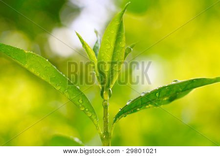 티 트리 (Thea sinensis)입니다. 잎 대체 의학 및 다른 의료 시스템에서 사용 되었습니다.