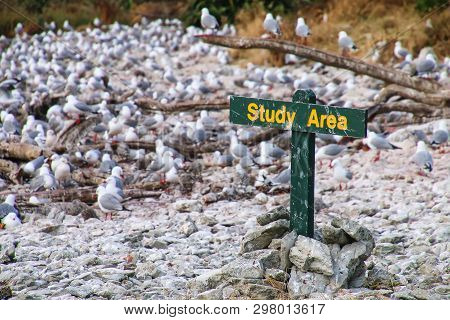 Study Area Sign For Red-billed Gulls Colony On Kaikoura Peninsula, South Island, New Zealand. This B