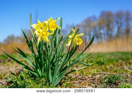 Yellow Spring Flowers Of Narcissus Daffodils On Sunshine Meadow