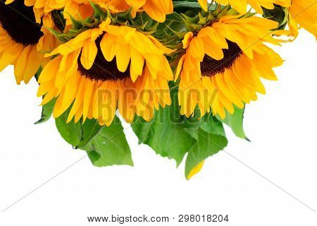 Sunflowers Fresh Flowers Border Isoltaed On White Background