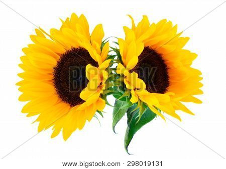 Sunflowers Fresh Flowers Two Heads Isoltaed On White Background