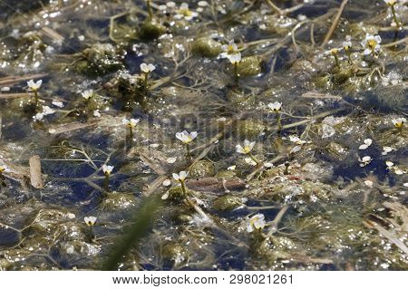 Flowers And Under Water Leaves Of Common Water-crowfoot (ranunculus Aquatilis)