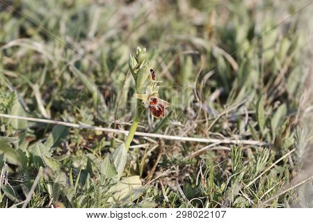 Flower Of The Wild Early Spider-orchid (ophrys Sphegodes)