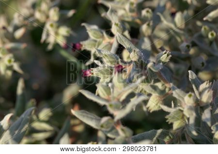 Flowers And Leaves Of The Monkswort Nonea Pulla