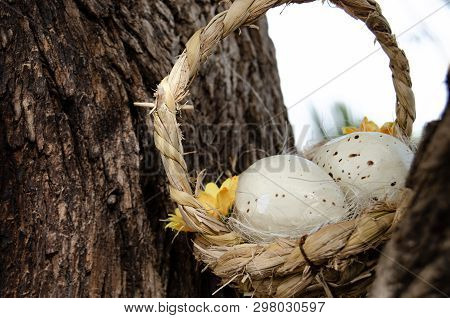 Two Quil Eggs In Basket Between Tree Bark - Easter Concept.