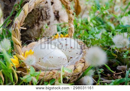 Bastket With Two Quil Eggs In The Gras With Flowers - Easter Concept.