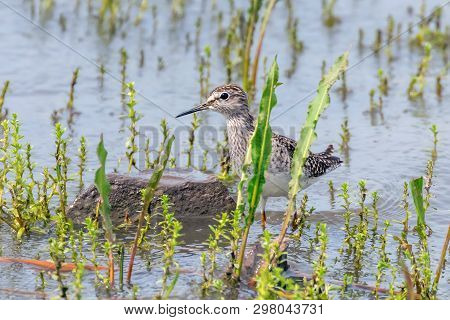 Sandpiper, Wood Sandpiper In Shallow Water (tringa Glareola) Wader Bird Sandpiper