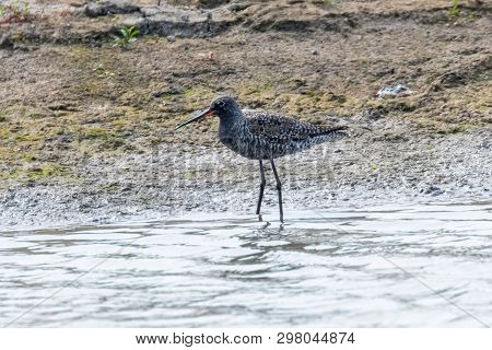 Spotted Redshank Wader Bird (tringa Erythropus)
