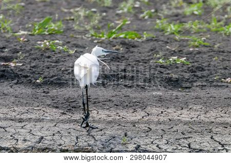 Little Egret Hunting (egretta Garzetta) White Little Egret