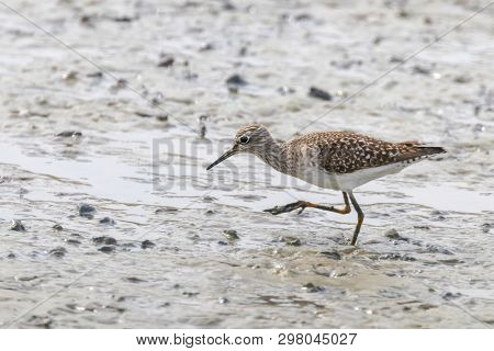 Sandpiper, Wood Sandpiper (tringa Glareola) Wader Bird Sandpiper