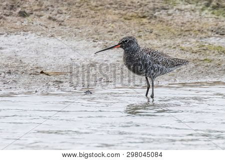 Spotted Redshank Wader Bird (tringa Erythropus)